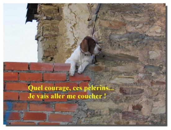 Le chien